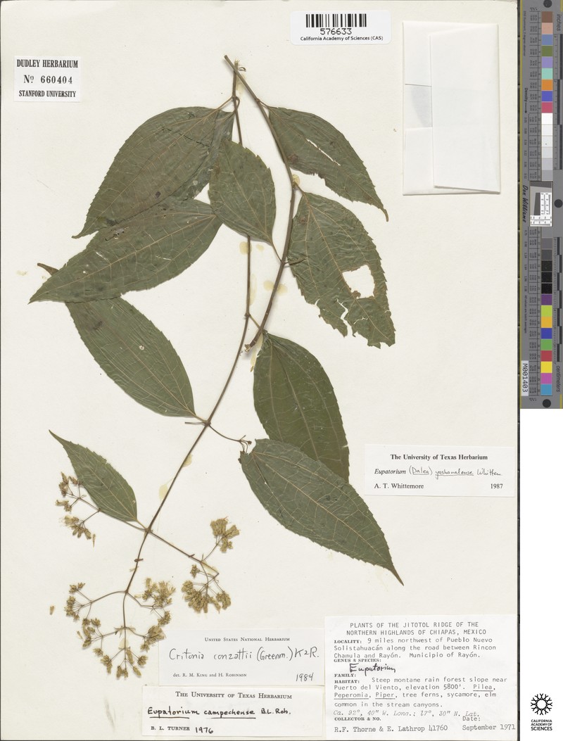 Critonia yashanalensis photo 2