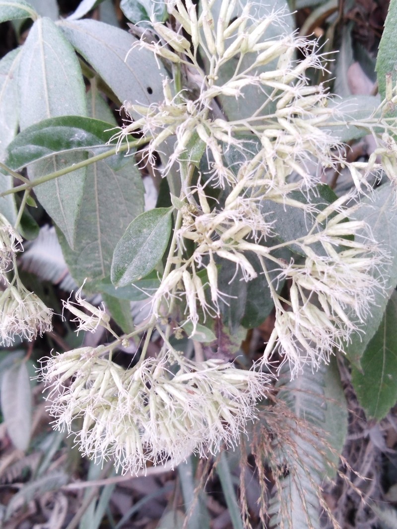 Critoniadelphus nubigenus photo 3