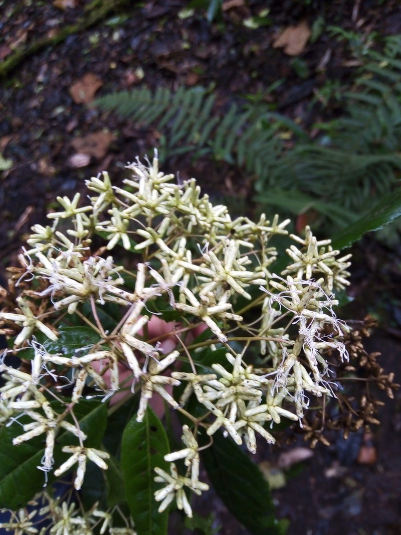 Critoniadelphus nubigenus photo 4