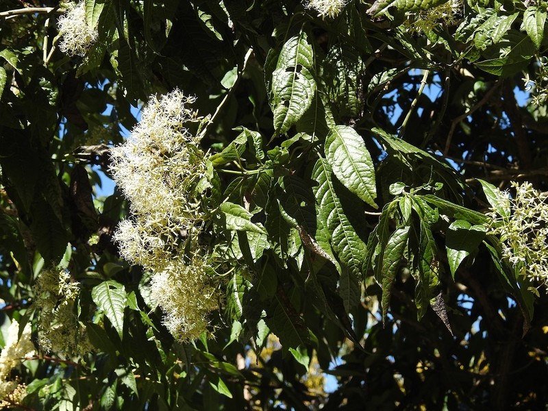 Critoniadelphus nubigenus photo 6