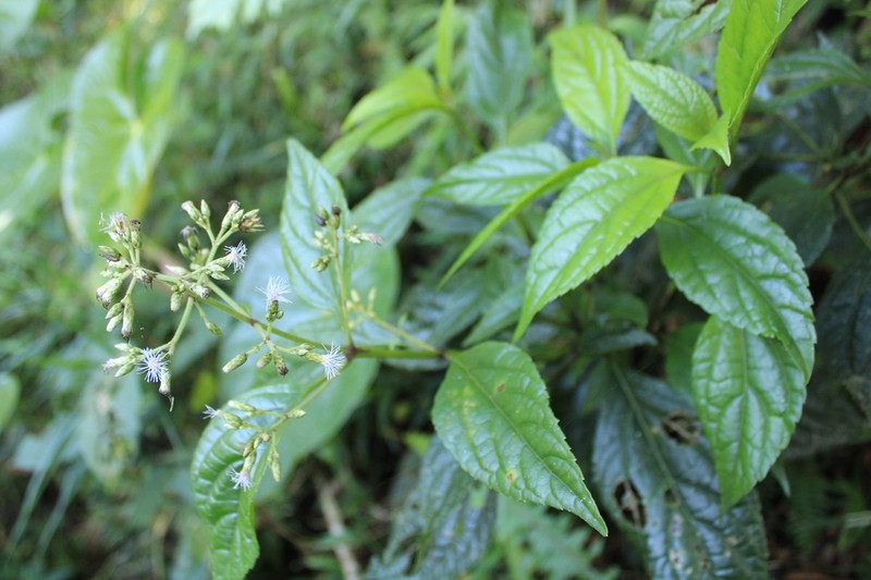 Critoniella acuminata