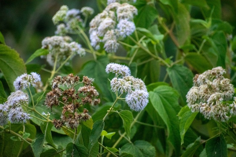Critoniella acuminata photo 2