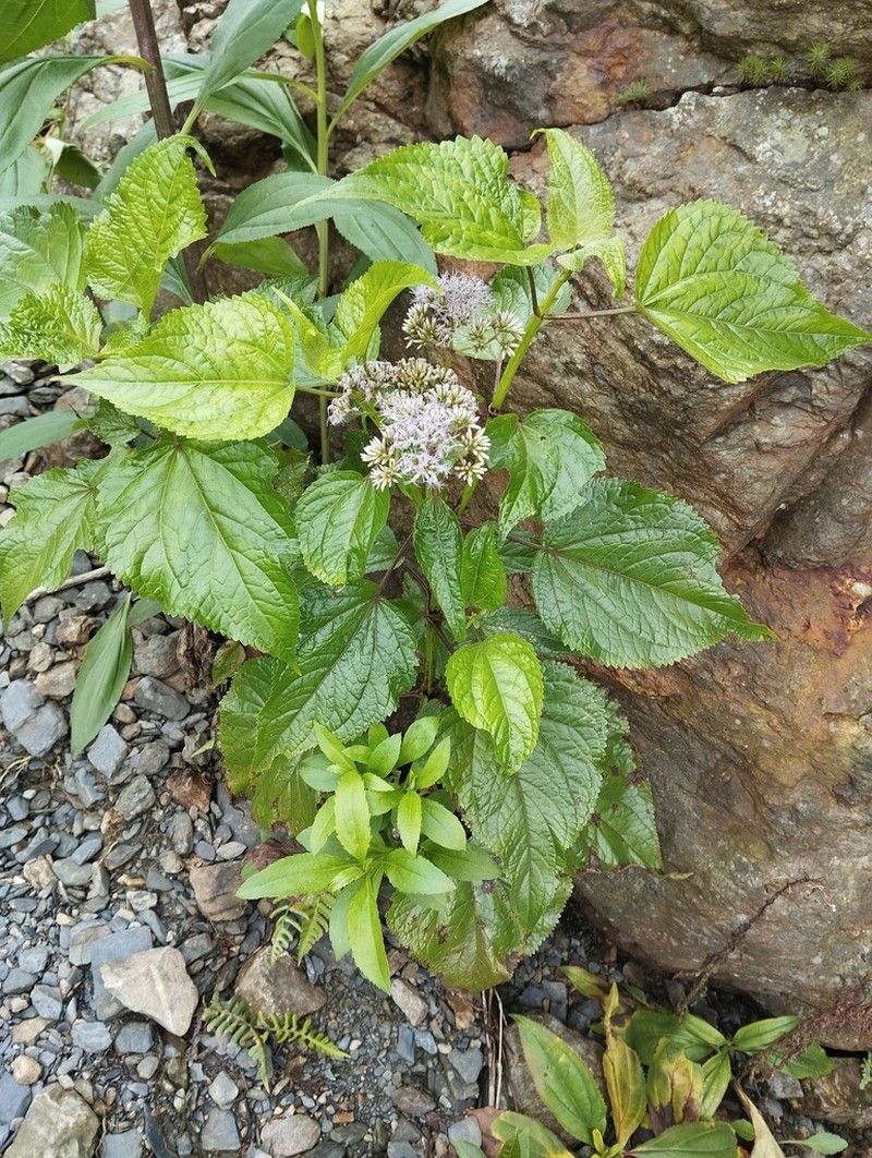 Critoniella acuminata photo 3