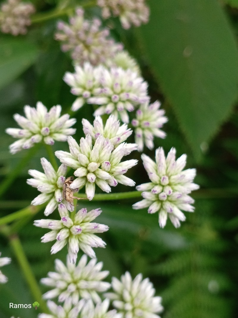 Critoniella acuminata photo 5