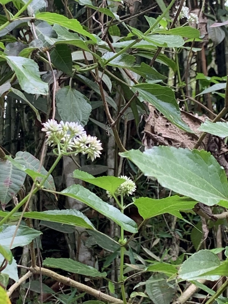 Critoniella acuminata photo 6