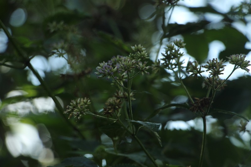 Critoniella acuminata photo 7