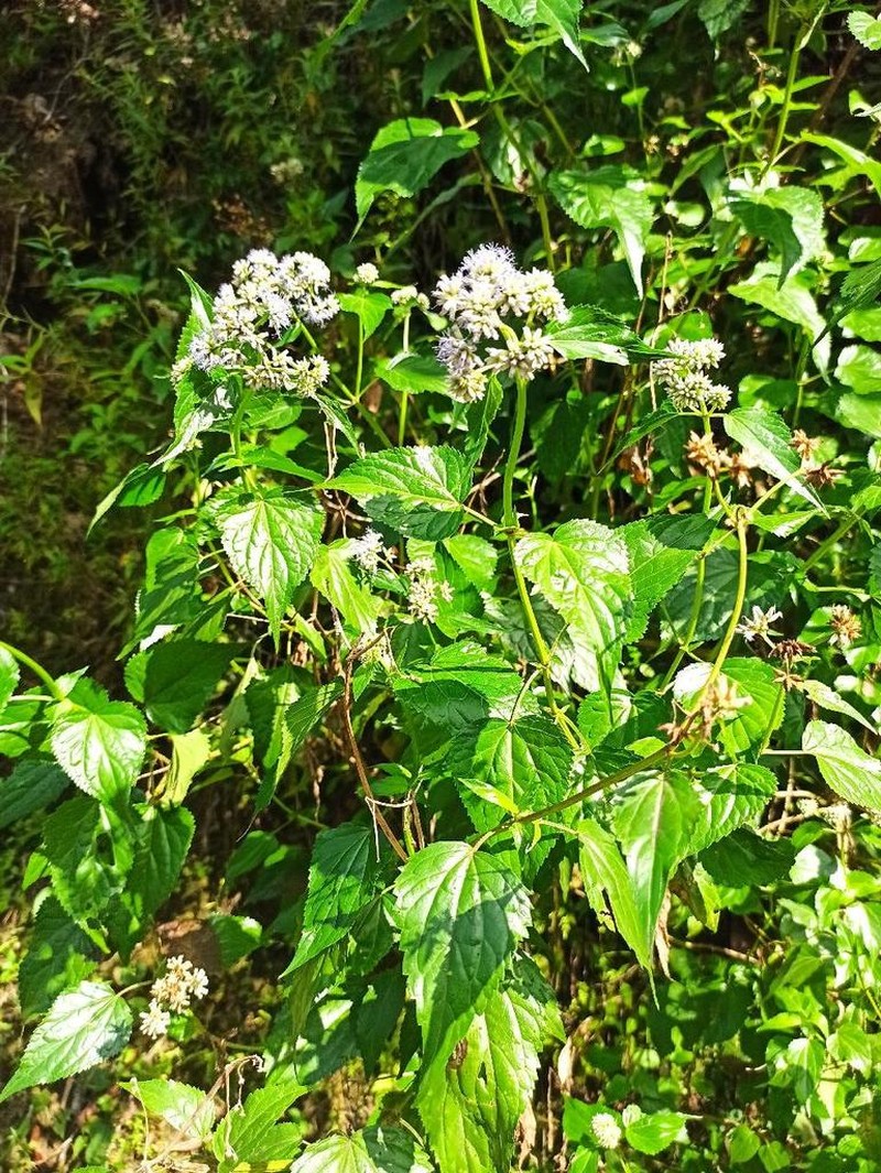 Critoniella acuminata photo 8