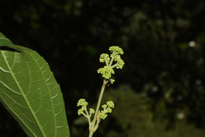 Critoniella albertosmithii photo 3