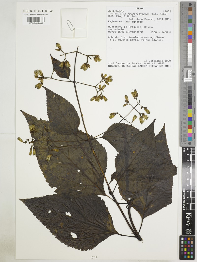 Critoniella leucolithogena