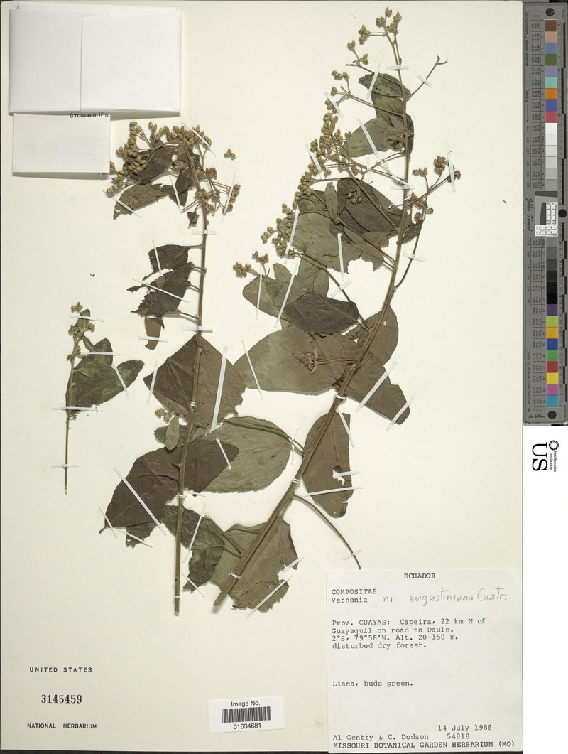 Critoniopsis augustiniana