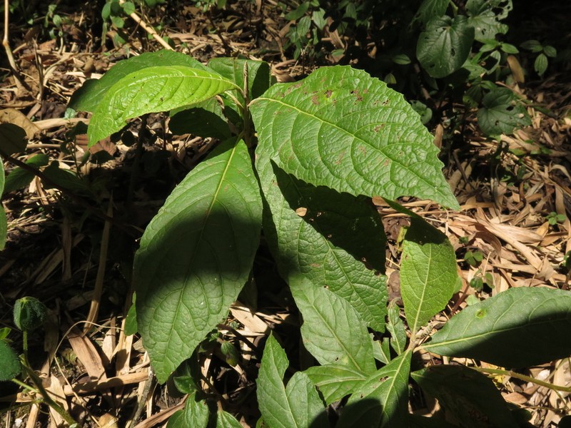 Critoniopsis bogotana