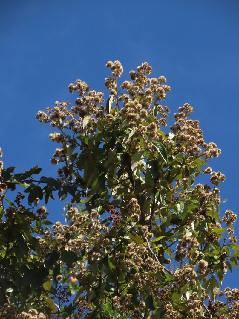 Critoniopsis bogotana photo 2