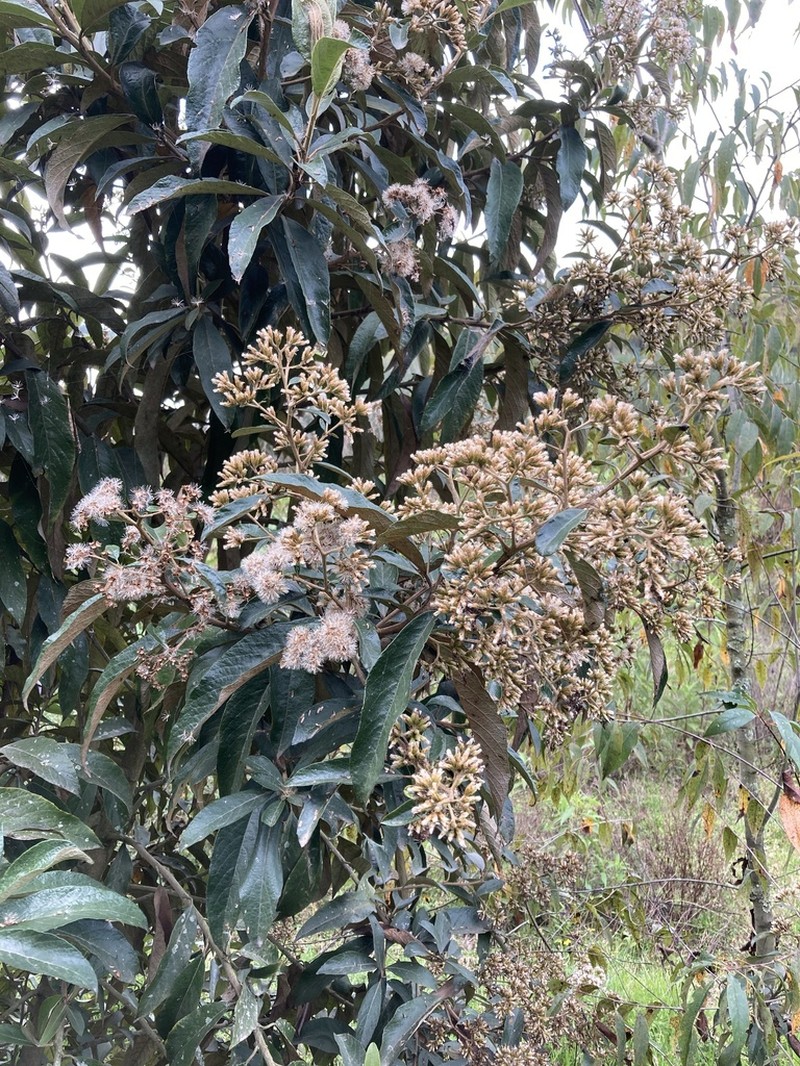 Critoniopsis bogotana photo 3