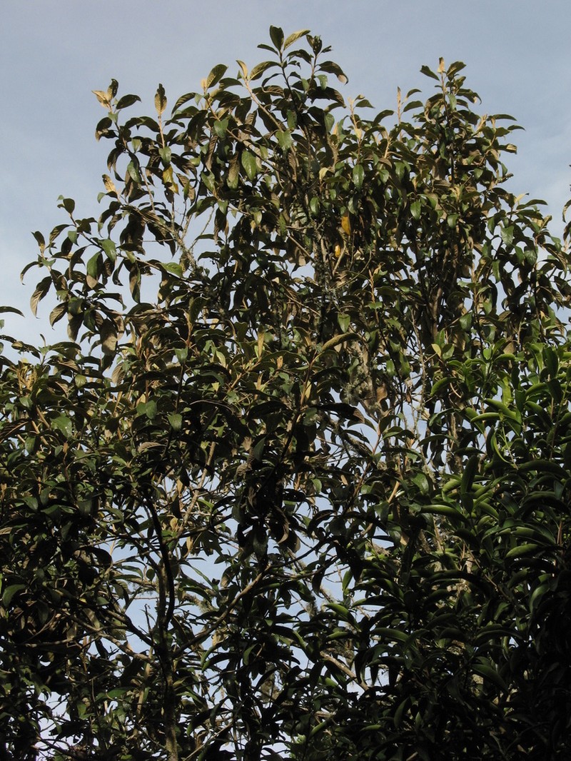 Critoniopsis bogotana photo 4