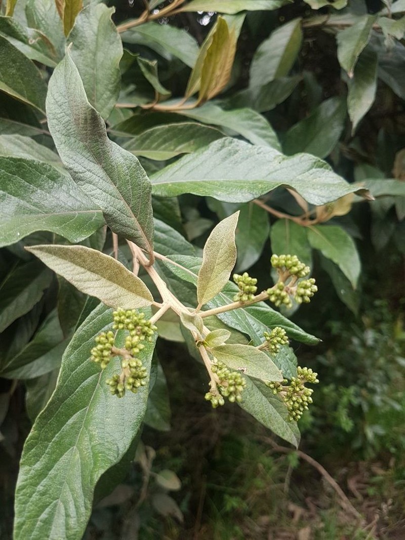 Critoniopsis bogotana photo 5