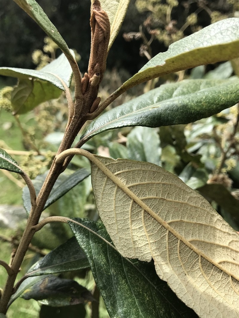 Critoniopsis bogotana photo 6