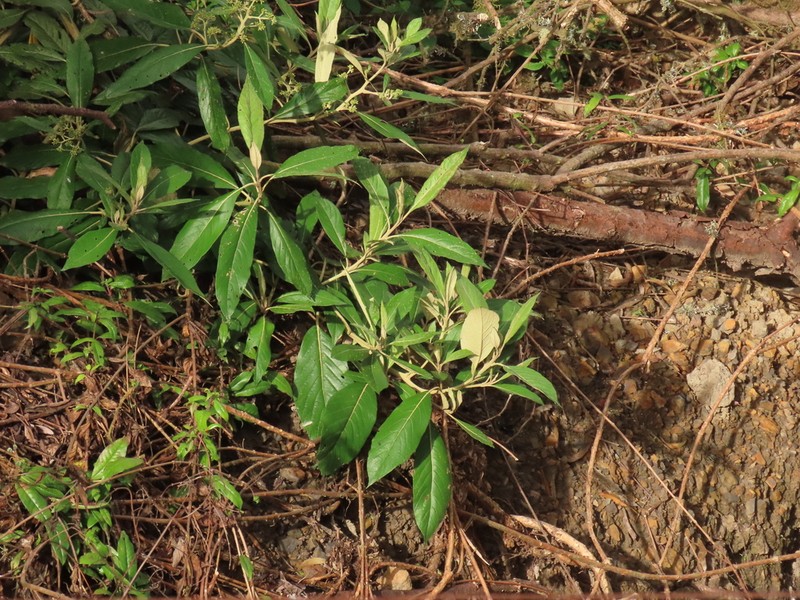 Critoniopsis bogotana photo 7