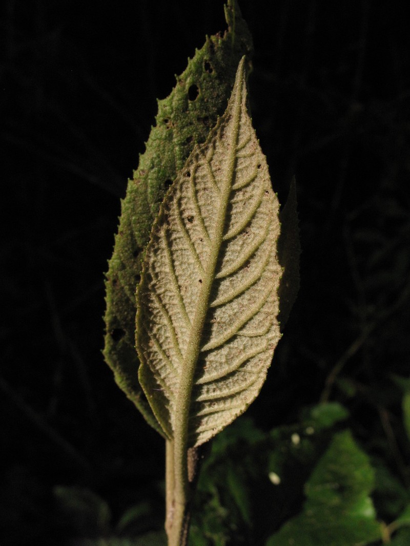Critoniopsis bogotana photo 8