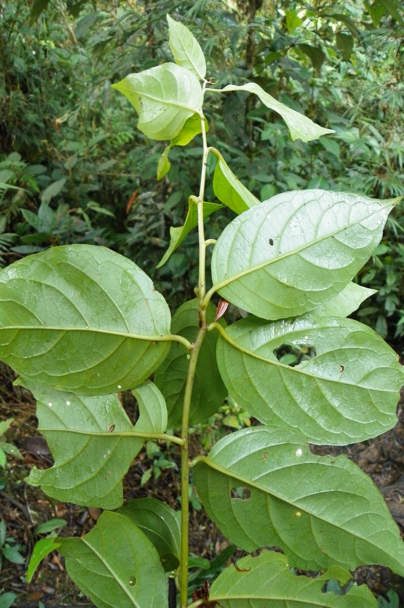 Critoniopsis boliviana