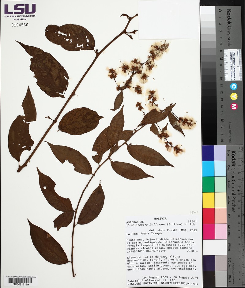Critoniopsis boliviana photo 2