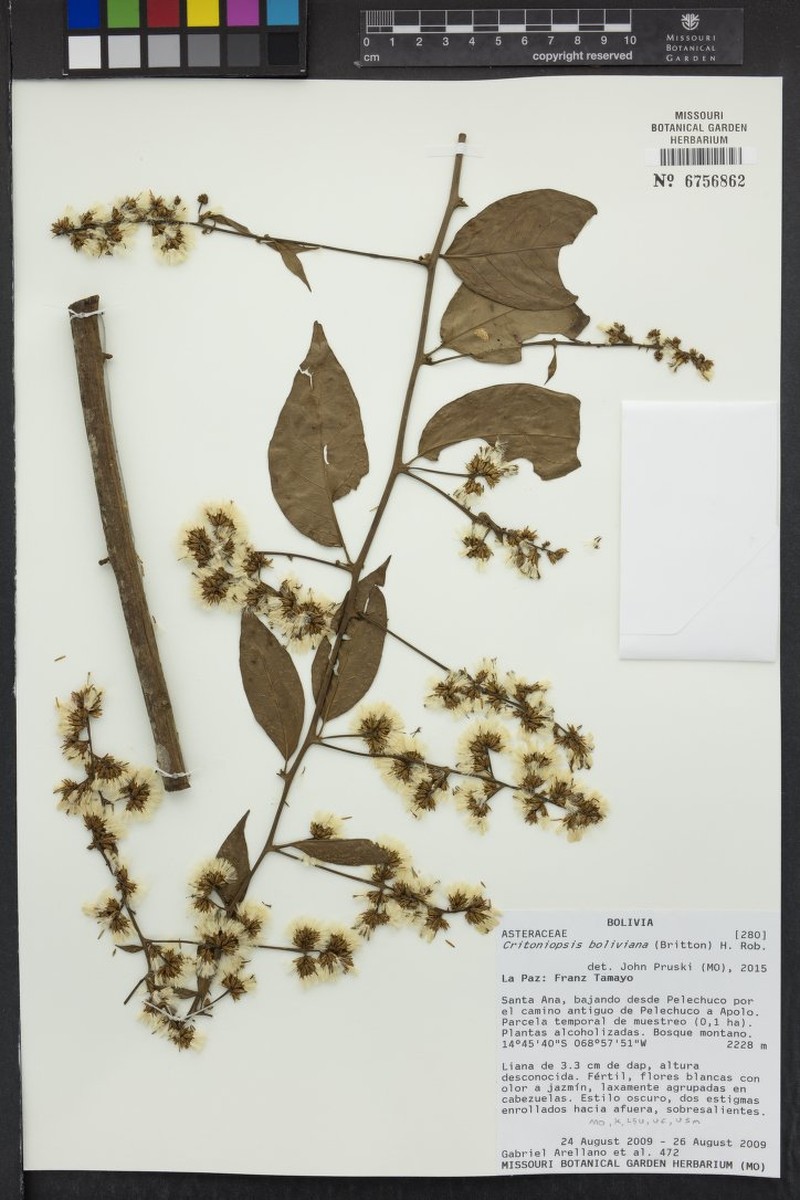Critoniopsis boliviana photo 3