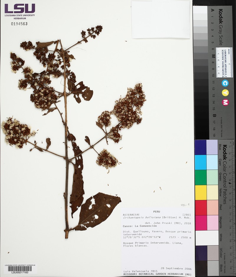 Critoniopsis boliviana photo 4