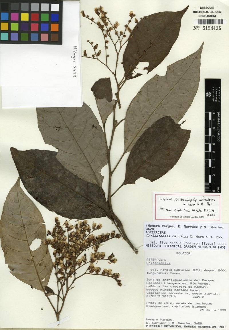 Critoniopsis cerulosa