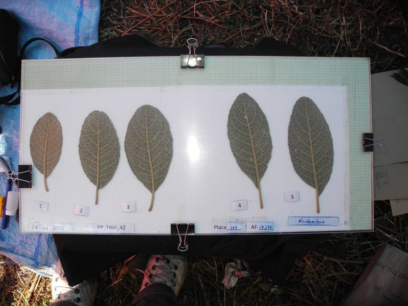 Critoniopsis choquetangensis