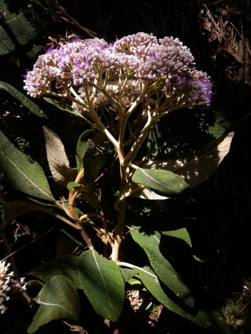 Critoniopsis choquetangensis photo 3