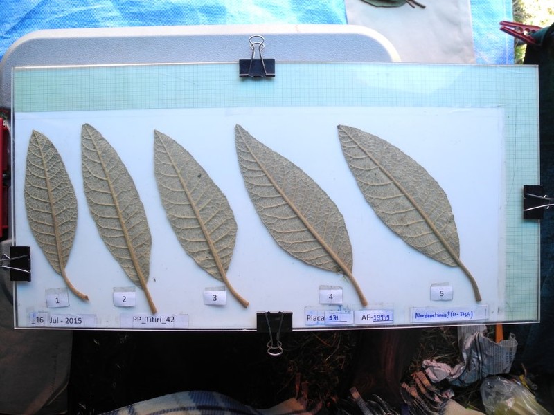 Critoniopsis choquetangensis photo 4