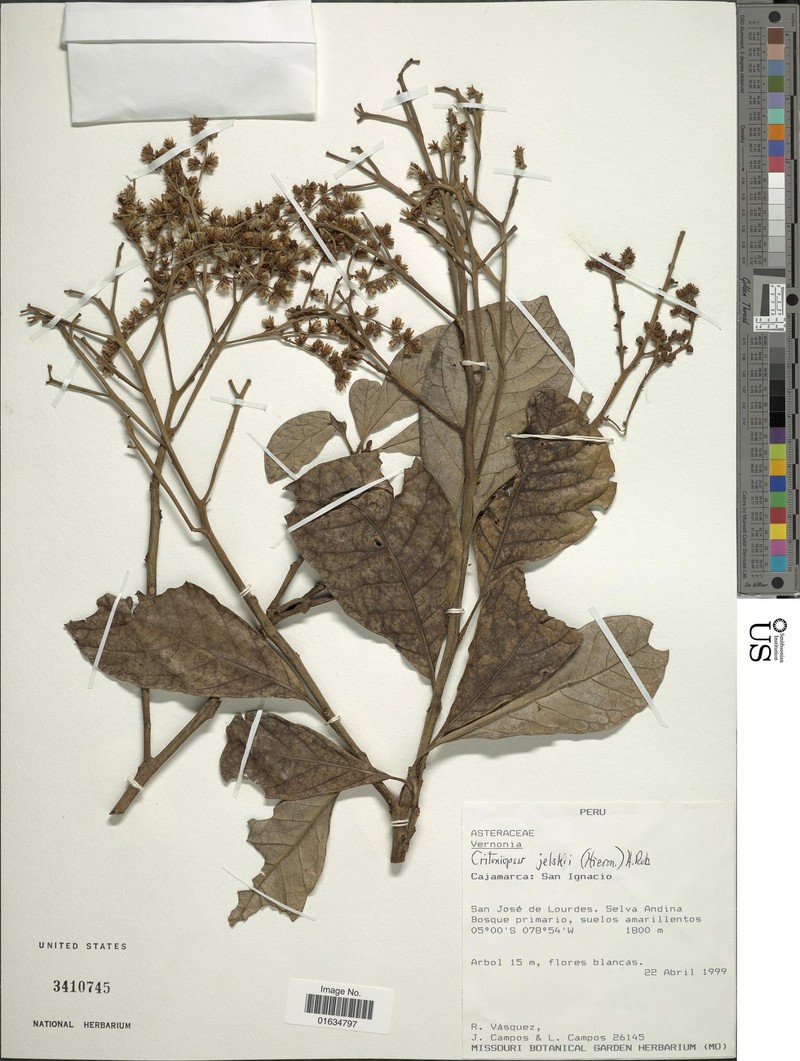 Critoniopsis concolor