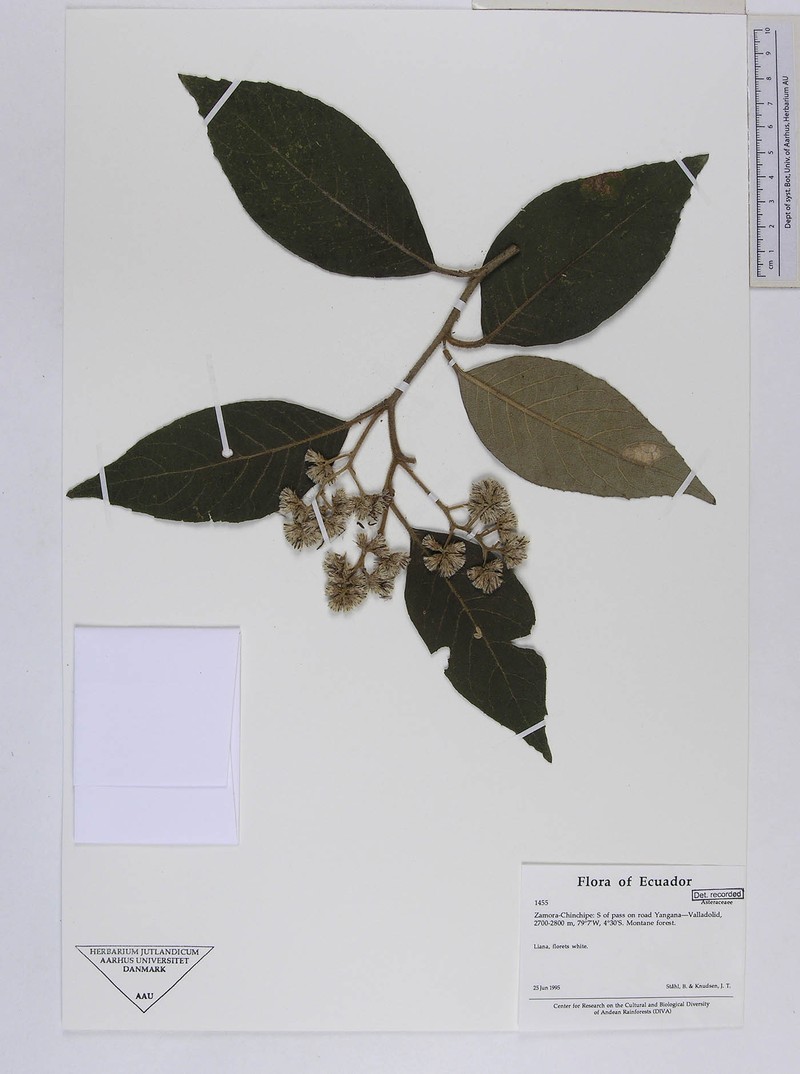 Critoniopsis cotopaxensis