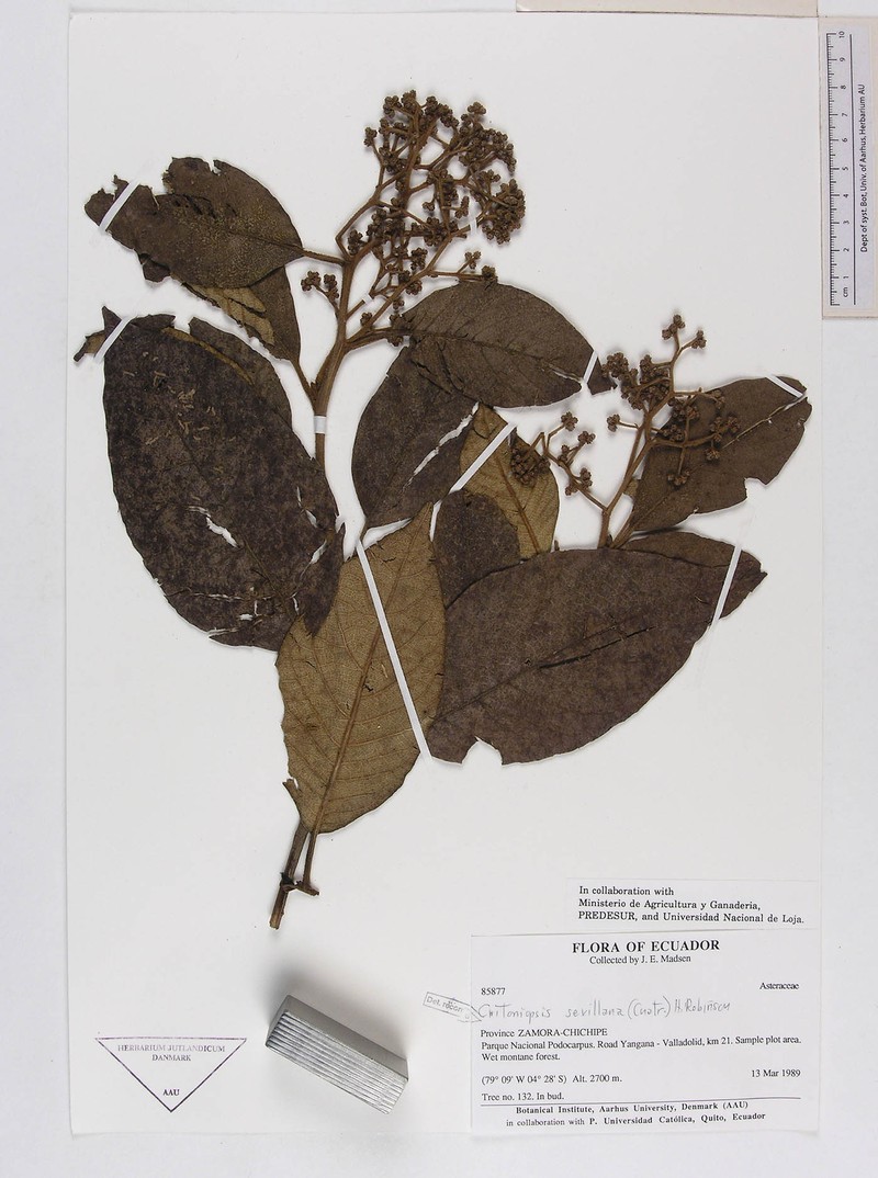 Critoniopsis cotopaxensis photo 2