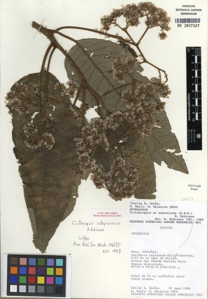 Critoniopsis cotopaxensis photo 3
