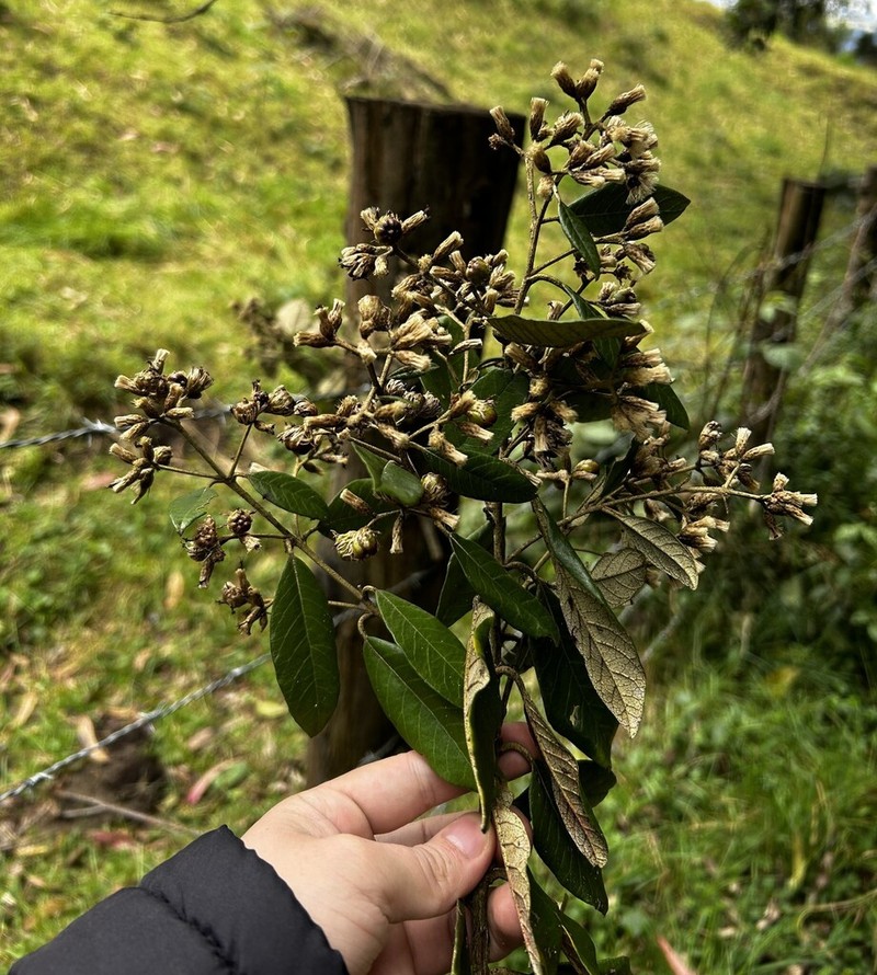 Critoniopsis dorrii
