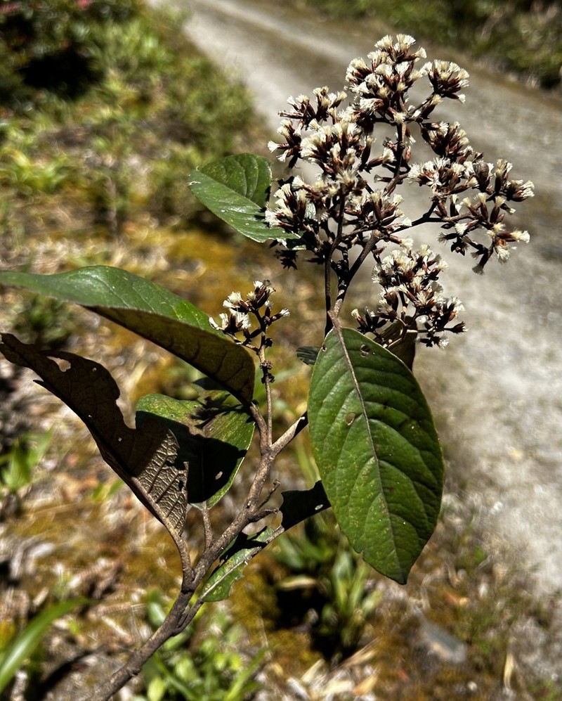 Critoniopsis floribunda