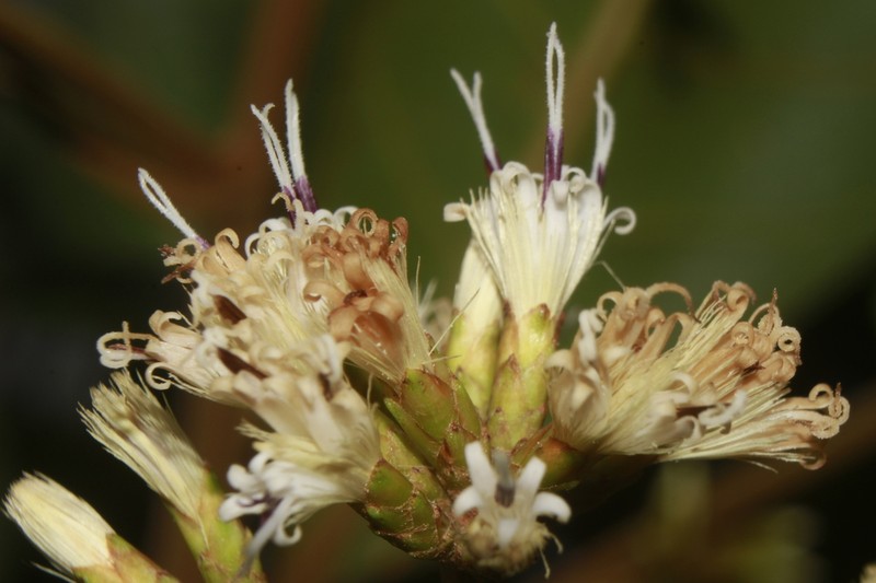 Critoniopsis glandulata