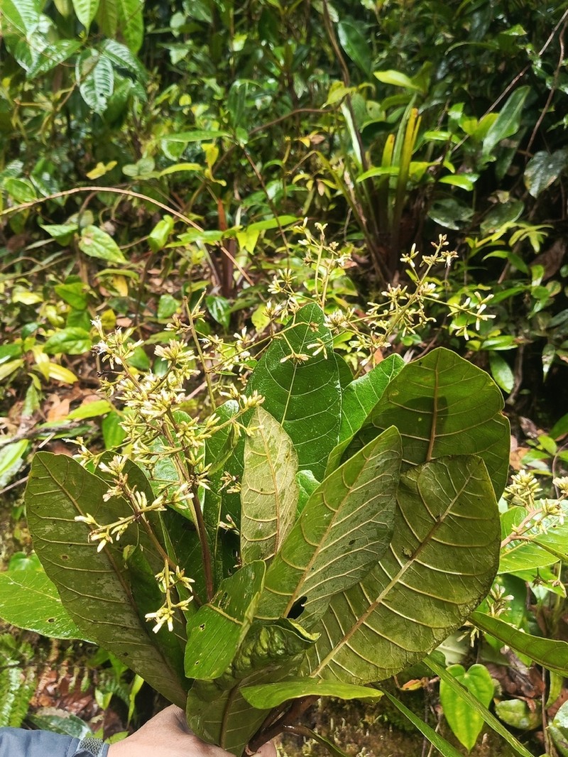 Critoniopsis glandulata photo 2