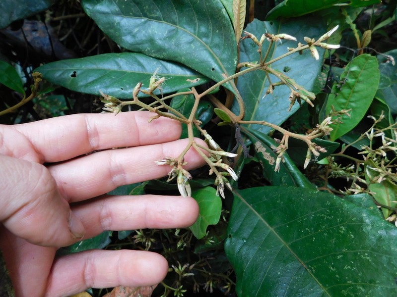 Critoniopsis glandulata photo 3