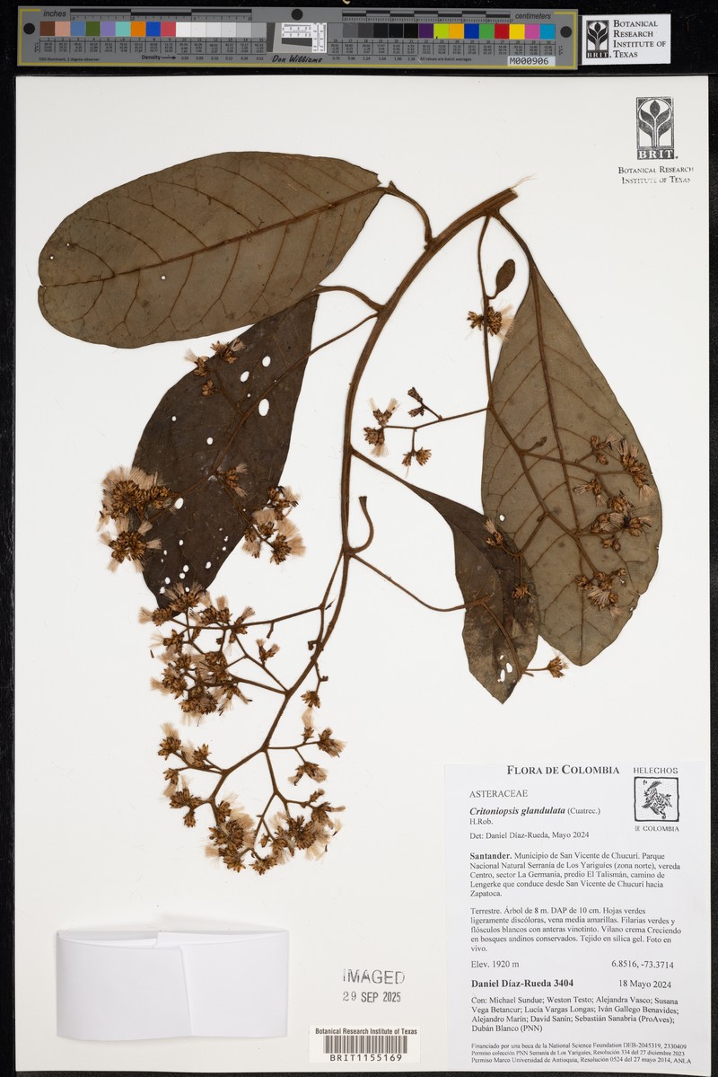 Critoniopsis glandulata photo 6