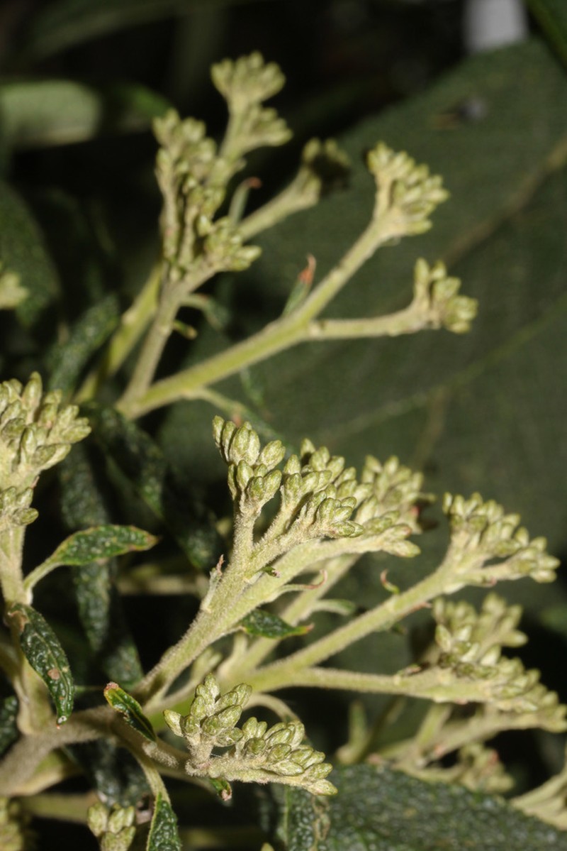 Critoniopsis huairacajana