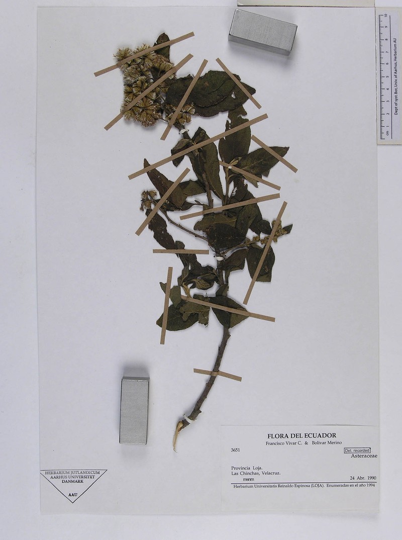 Critoniopsis huairacajana photo 2