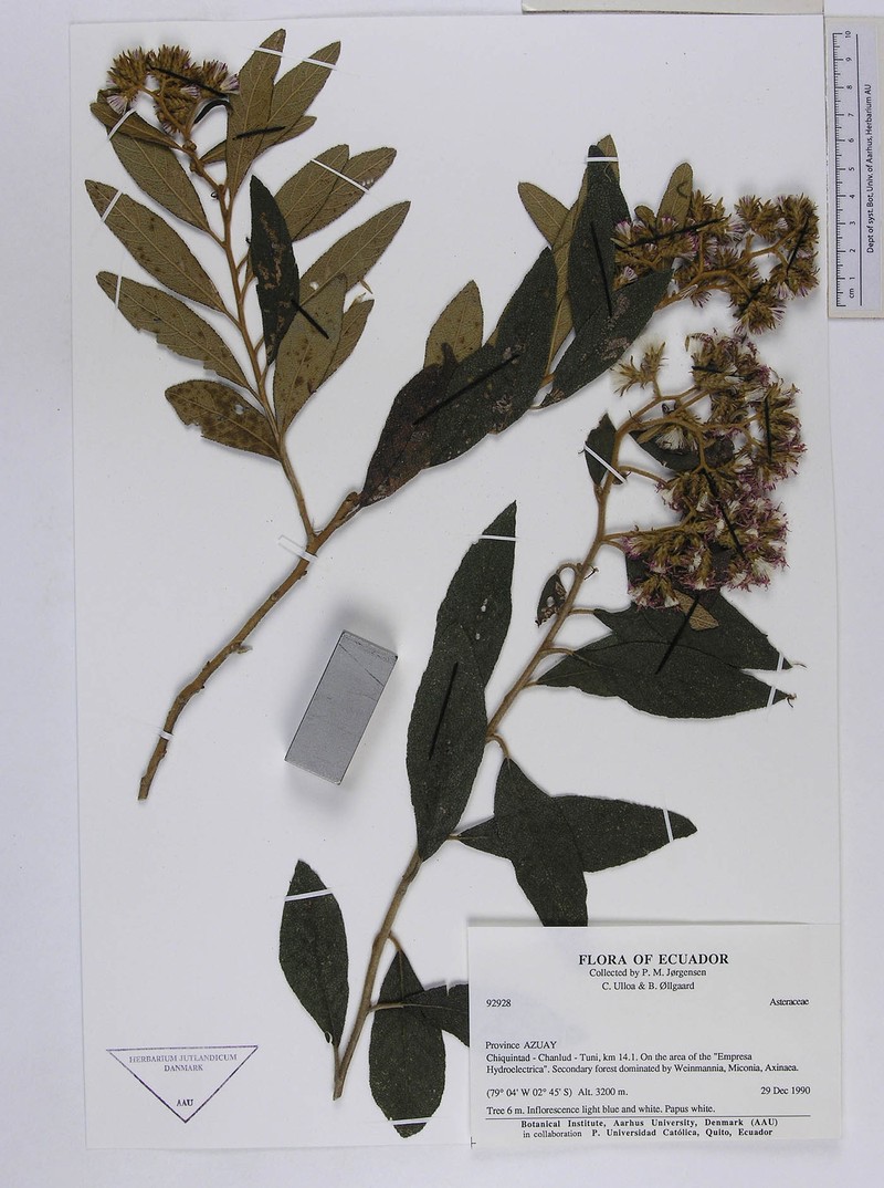 Critoniopsis huairacajana photo 3