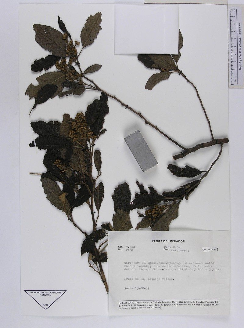 Critoniopsis huairacajana photo 4