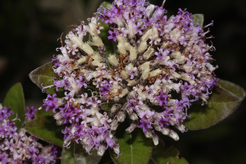 Critoniopsis jalcana