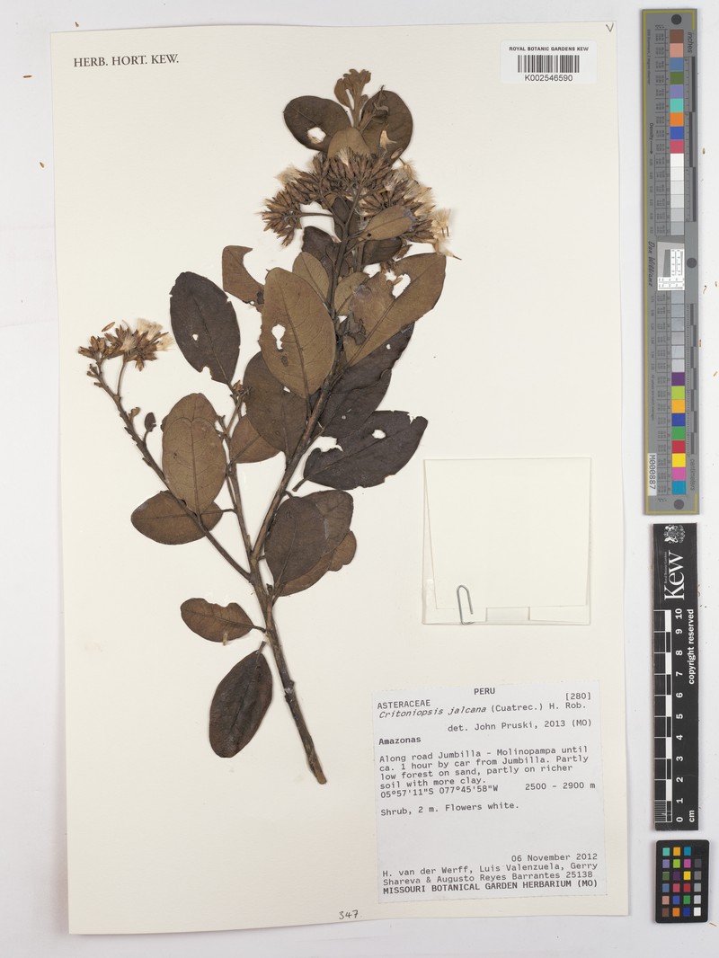 Critoniopsis jalcana photo 2