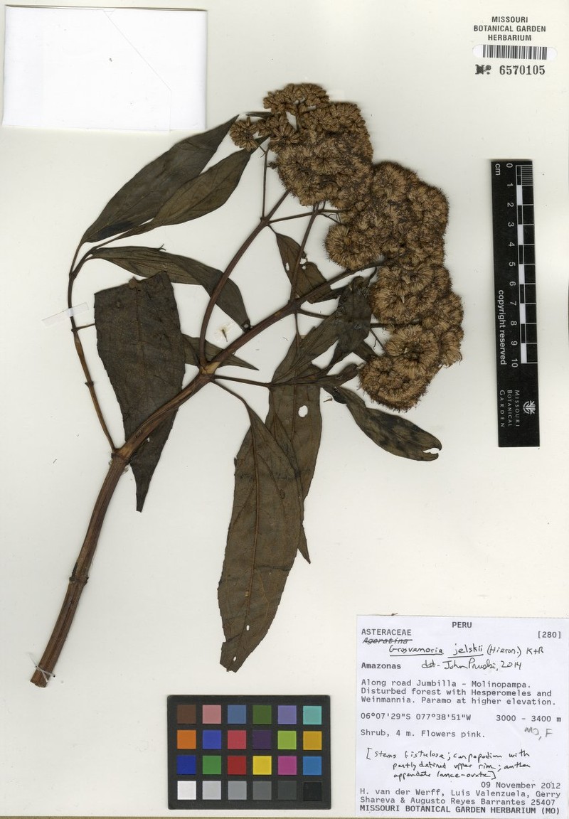 Critoniopsis jelskii photo 2