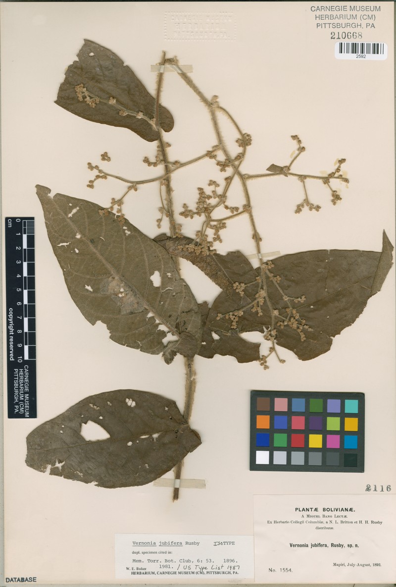 Critoniopsis jubifera