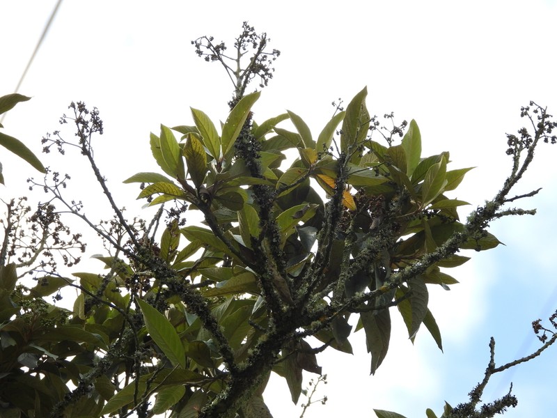 Critoniopsis lindenii