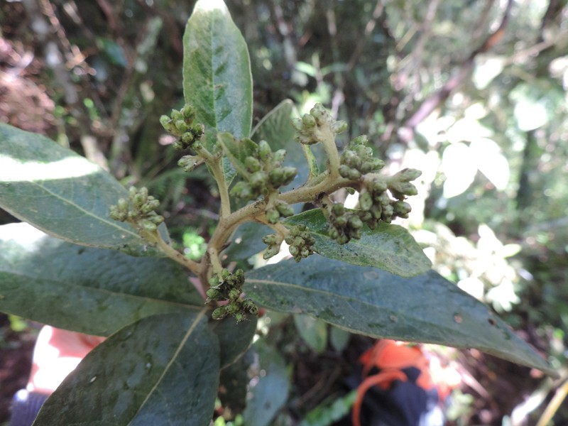 Critoniopsis lindenii photo 2